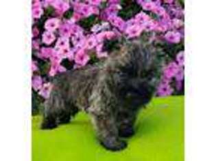 Cairn Terrier Puppy for sale in Dundee, OH, USA