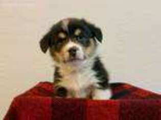 Pembroke Welsh Corgi Puppy for sale in Saratoga Springs, UT, USA
