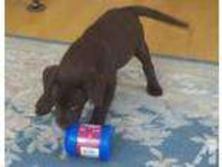Labrador Retriever Puppy for sale in MARINE ON SAINT CROIX, MN, USA