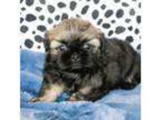 Mutt Puppy for sale in Lake Elsinore, CA, USA