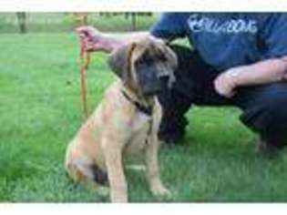 Mastiff Puppy for sale in Lewisburg, OH, USA