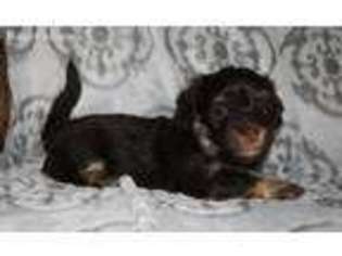 Havanese Puppy for sale in Morley, MI, USA
