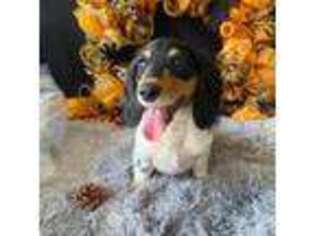 Dachshund Puppy for sale in Pflugerville, TX, USA