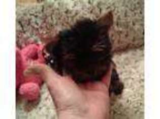 Yorkshire Terrier Puppy for sale in White Pine, TN, USA