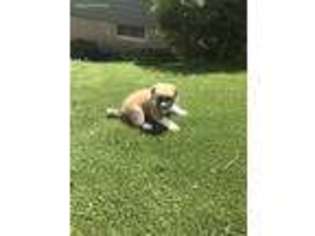 Akita Puppy for sale in Middlefield, CT, USA