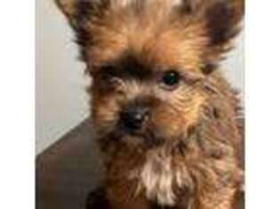 Yorkshire Terrier Puppy for sale in Granby, CT, USA