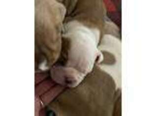 Olde English Bulldogge Puppy for sale in Buxton, ME, USA