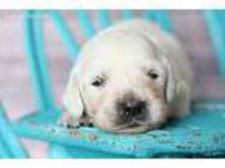Golden Retriever Puppy for sale in Orange City, IA, USA