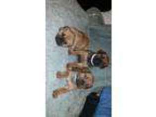 American Bandogge Puppy for sale in Randallstown, MD, USA