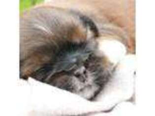 Mutt Puppy for sale in Millersburg, IN, USA
