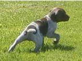 German Shorthaired Pointer Puppy for sale in Gasport, NY, USA