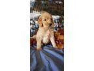 Goldendoodle Puppy for sale in Lake Ozark, MO, USA