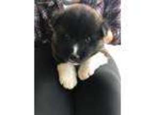 Akita Puppy for sale in Colorado City, AZ, USA