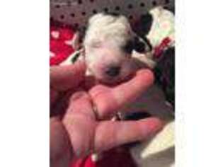 Old English Sheepdog Puppy for sale in Springfield, IL, USA