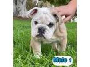 Bulldog Puppy for sale in Tempe, AZ, USA