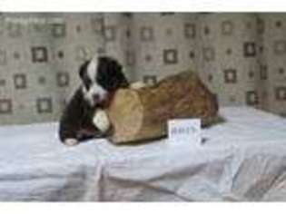Australian Shepherd Puppy for sale in Greenleaf, ID, USA