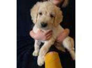Labradoodle Puppy for sale in Milford, NE, USA