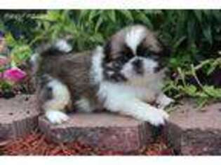 Pekingese Puppy for sale in Kettering, OH, USA