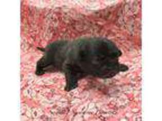 Pug Puppy for sale in Crawfordsville, IN, USA