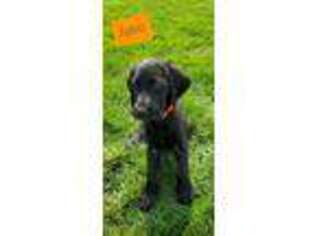 Labradoodle Puppy for sale in Shelley, ID, USA