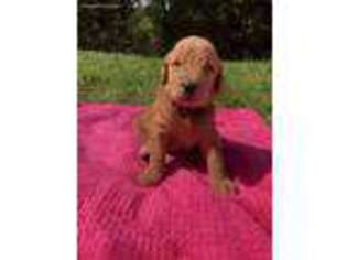 Goldendoodle Puppy for sale in Malvern, OH, USA