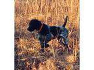 German Shorthaired Pointer Puppy for sale in Rainsville, AL, USA