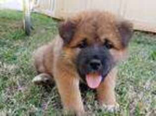 Akita Puppy for sale in Oklahoma City, OK, USA