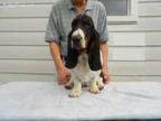 Basset Hound Puppy for sale in Battle Creek, MI, USA