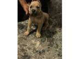 Cane Corso Puppy for sale in Charles City, IA, USA