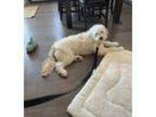Goldendoodle Puppy for sale in Broomfield, CO, USA