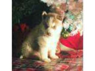 Siberian Husky Puppy for sale in AIKEN, SC, USA