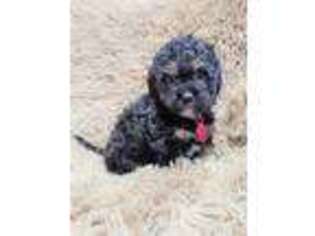 Cavapoo Puppy for sale in Perham, MN, USA