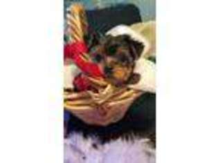 Yorkshire Terrier Puppy for sale in Seal Beach, CA, USA