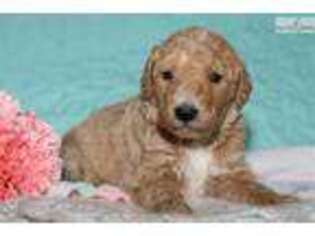 Goldendoodle Puppy for sale in Lexington, KY, USA