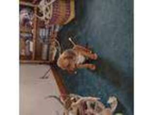 Rhodesian Ridgeback Puppy for sale in Kettle Falls, WA, USA