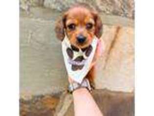Dachshund Puppy for sale in Rainsville, AL, USA