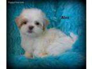 Maltese Puppy for sale in Chagrin Falls, OH, USA