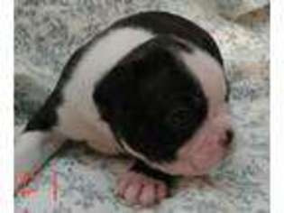 Boston Terrier Puppy for sale in Lynchburg, OH, USA