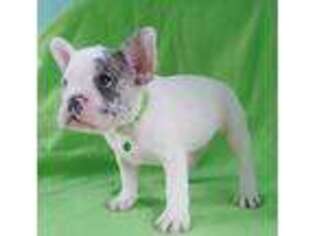 French Bulldog Puppy for sale in North Arlington, NJ, USA