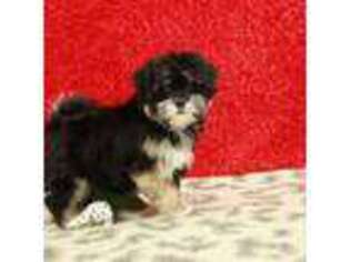 Mal-Shi Puppy for sale in Hickory, NC, USA