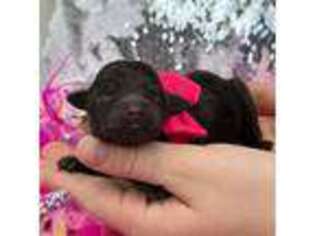 Labradoodle Puppy for sale in Bullard, TX, USA