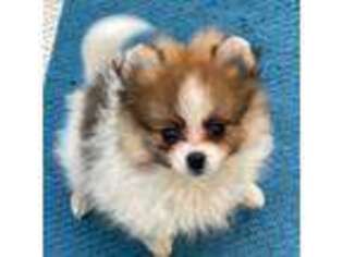 Pomeranian Puppy for sale in Leona, TX, USA