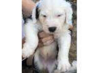 Old English Sheepdog Puppy for sale in Cottage Grove, OR, USA