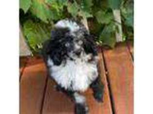 Mutt Puppy for sale in Gurnee, IL, USA