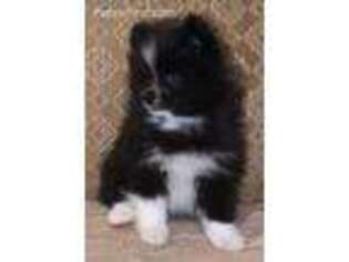 Pomeranian Puppy for sale in Maben, MS, USA