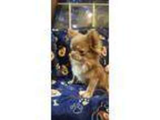 Chihuahua Puppy for sale in Thibodaux, LA, USA
