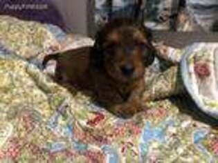 Dachshund Puppy for sale in Bluefield, WV, USA
