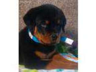 Rottweiler Puppy for sale in Auburn, IN, USA