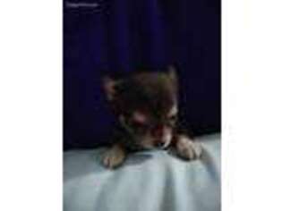 Chihuahua Puppy for sale in Jesup, GA, USA