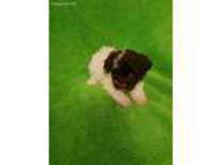 Havanese Puppy for sale in Salem, IN, USA
